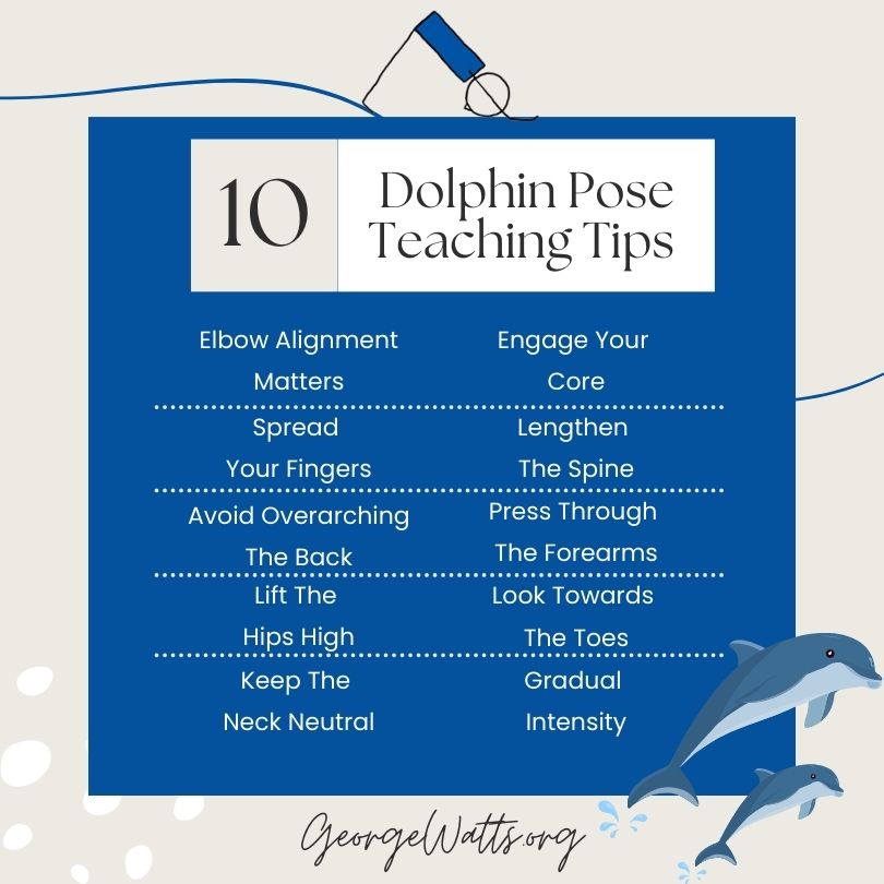 Dolphin Pose Teaching Tips Infographic