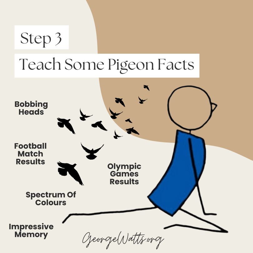 Step 3 Teach Some Pigeon Facts Infographic