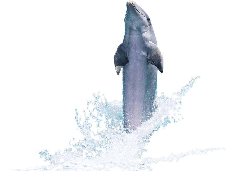 Dolphin Yoga Lesson Plan Theme