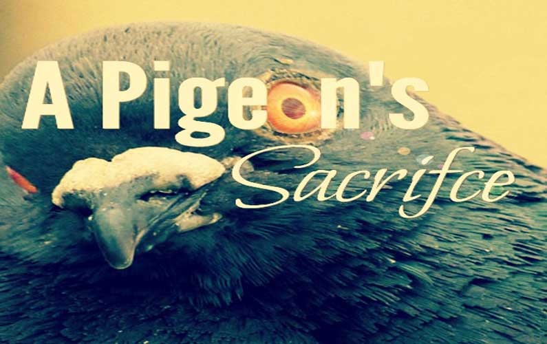 A Pigeon’s Sacrifice: The Death That Raised Our Collective Awareness